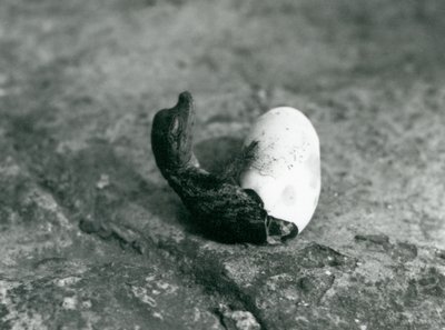 Een baby Amerikaanse alligator komt uit zijn ei, London Zoo, 1922 door Frederick William Bond
